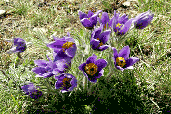 Wildblumen
