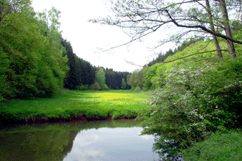 Soonwald