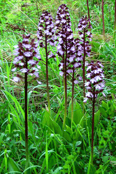 Orchideen