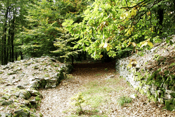 Ringskopf